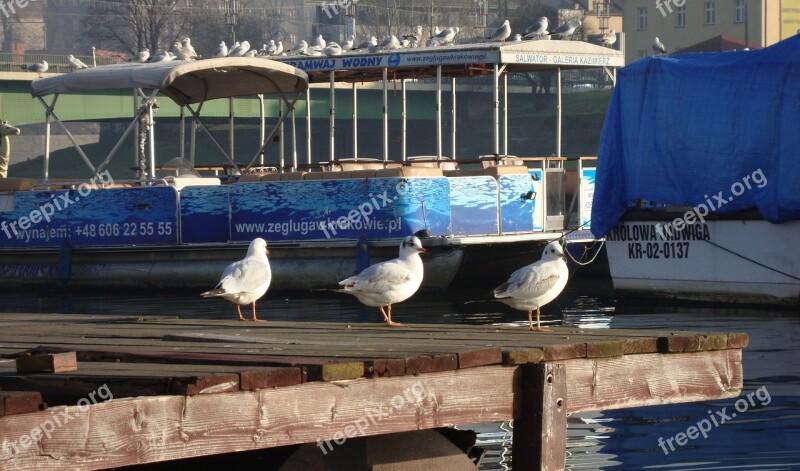 The Seagulls Water Birds Animal Wild Water