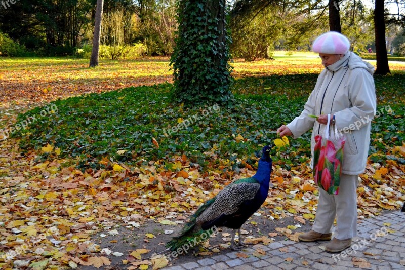 Lazienki Park Poland Park Warsovie Warsaw