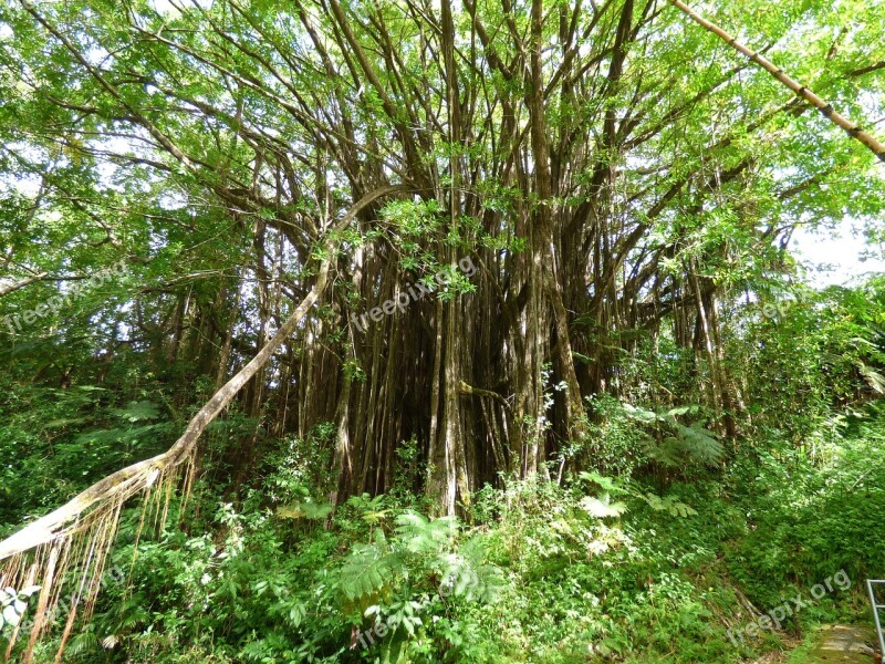 Greenery Flora Hawaii Landscape Hiking