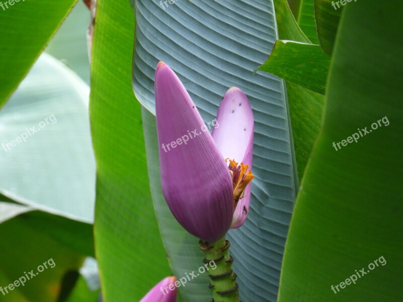 Flower Weird Unusual Tropical Jungle