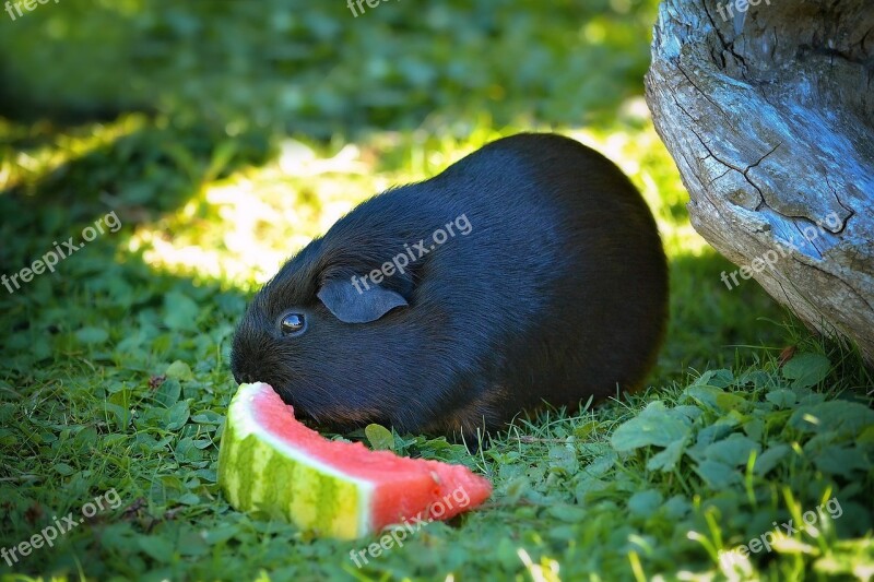 Guinea Pig Smooth Hair Black Tan Black Melon