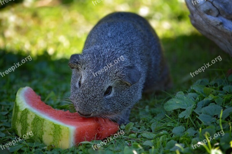 Guinea Pig Young Animal Smooth Hair Rodent Nager