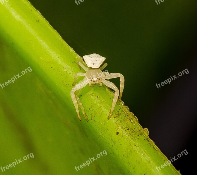 Spider Crab Spider Thomisus Spectabilis White Tiny