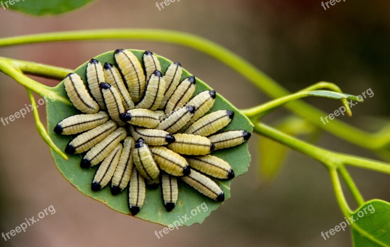 Larvae Yellow Black Many Caterpillar