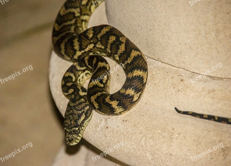 Carpet Python Python Australia Queensland Snake