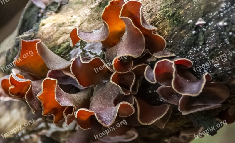 Fungus Brown White Twisted Fluted