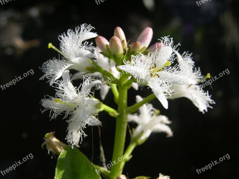 Fever Dress Menyanthies Trifoliata Pond Plant White Pink