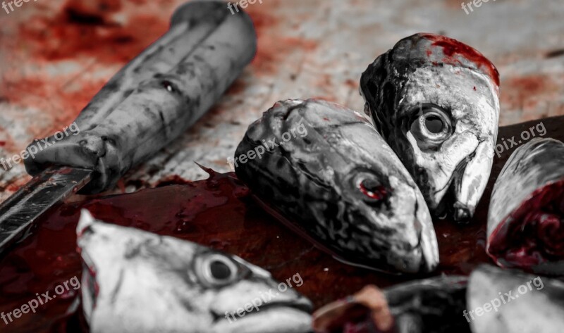 Fish Bloody Head Meat Food