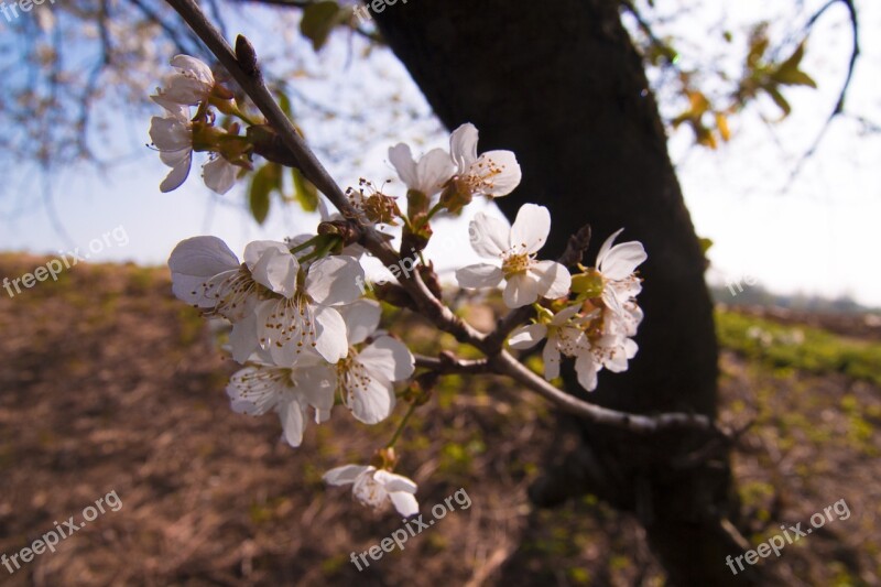 Cherry Tree Flower Flowers Nature