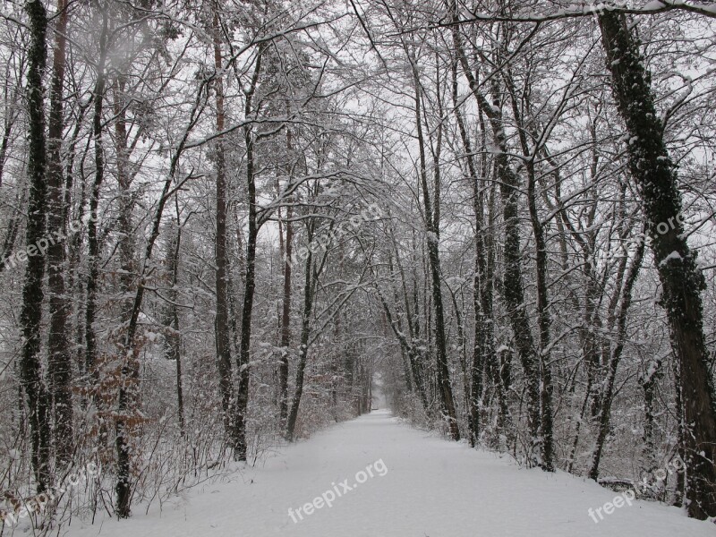 Winter Forest Forest Snow Winter Wintry