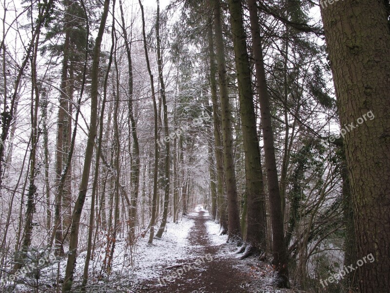 Winter Forest Forest Snow Winter Wintry