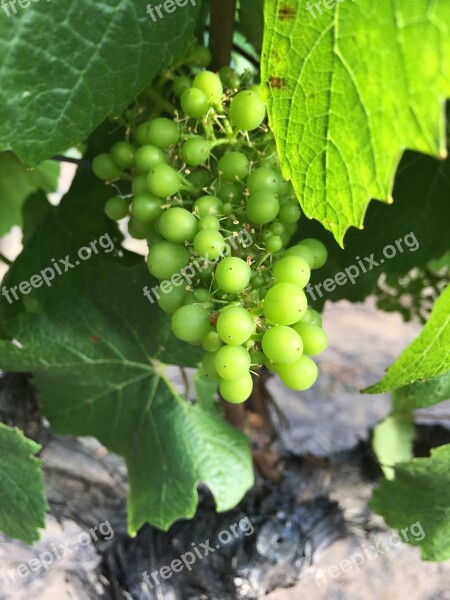 Grapes Wine Vines Grape Vine White