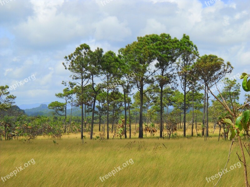 Belize Central America Jungle Travel Mayan