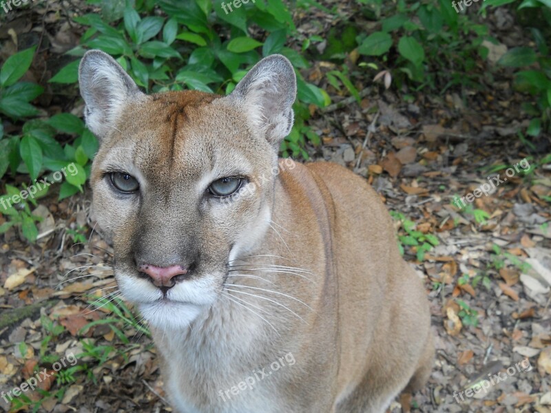 Puma Cat Wildlife Predator Animal