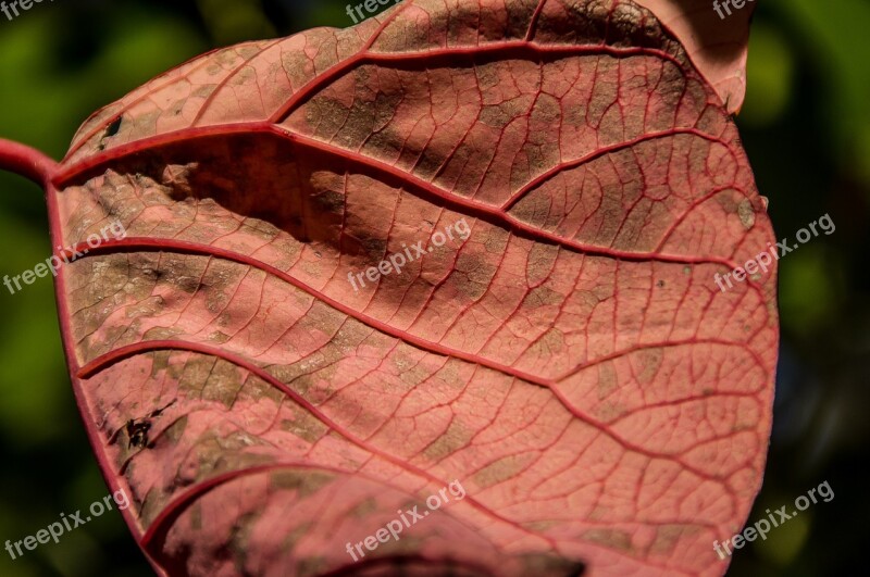 Leaf Pink Bleeding Heart Tree Homalanthus Populifolius Old