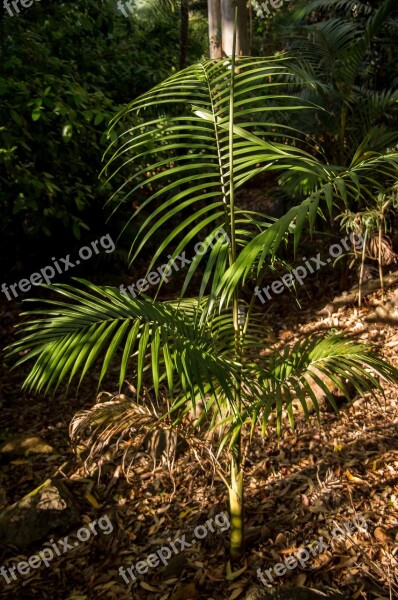 Palm Bangalow Palm Young Tree Forest