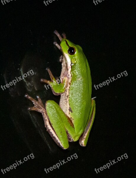 Eastern Sedge Frog Eastern Dwarf Tree Frog Litoria Fallax Green Tiny