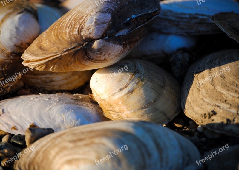 Mussels Shells Shellfish Food Marine