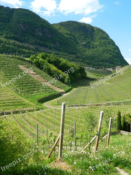 Vineyard Grapes Italy Dolomites Free Photos