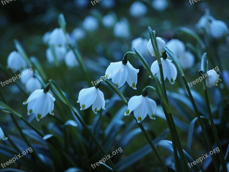 Snowflake Flowers Abendstimmung Evening Light White