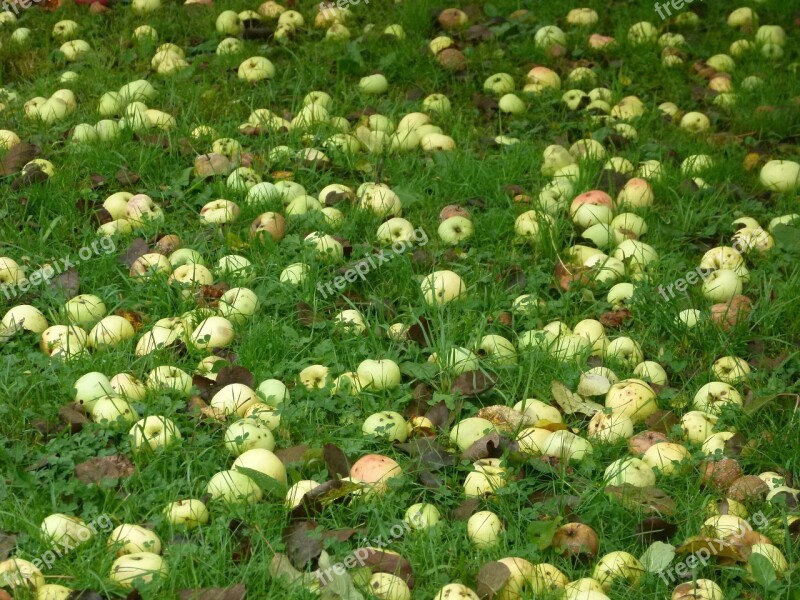 Apple Windfall Meadow Fruit Free Photos