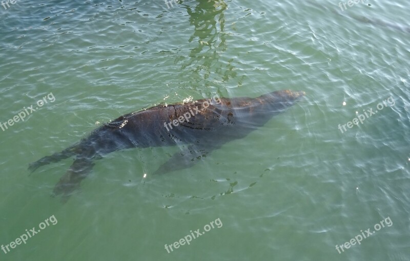 Sea ​​lion Animal Marine Wildlife Mammal