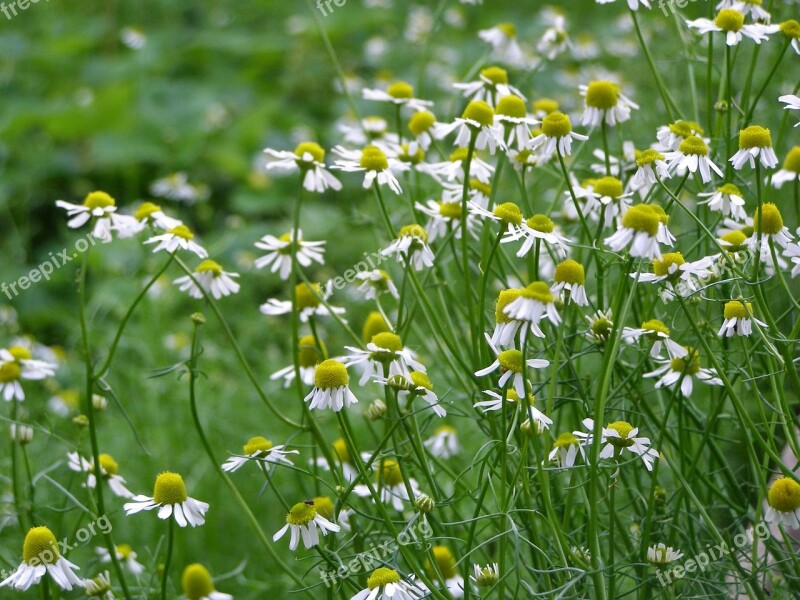 Chamomile Summer Medicinal Herbs Flowers Macro