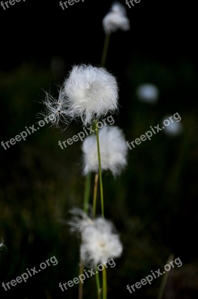 Vosges Cotton Grass Bog Free Photos