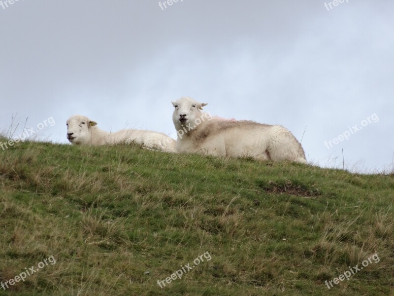 Sheep Wales Lamb Wool Outdoors