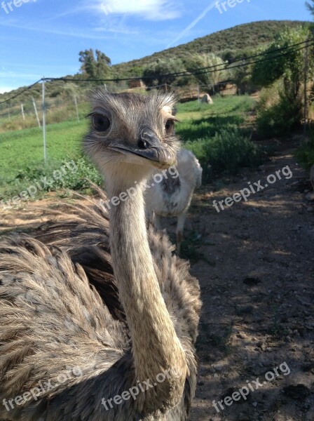 Nature Landscape Italy Rheas Ostrich