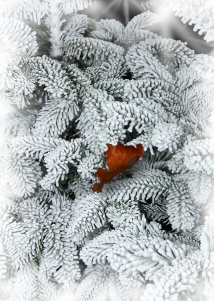 Fir Tree Snow Leaf Winter Cold