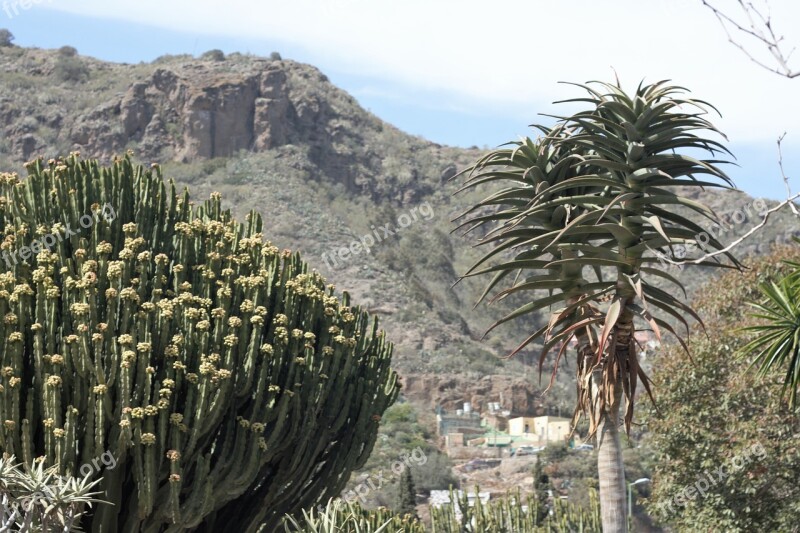 Nature Landscape Canary Islands Views Free Photos