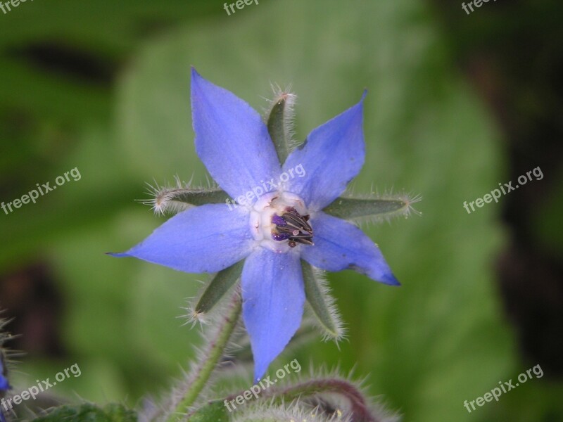 Borretschblüte Borage Blue Flower Nature In The Free