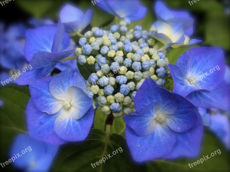 Hydrangea Blue Hydrangea Blue Flower Greenhouse Hydrangea