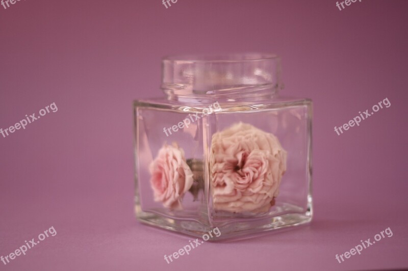 Flower Rosa Still Life Spring Free Photos