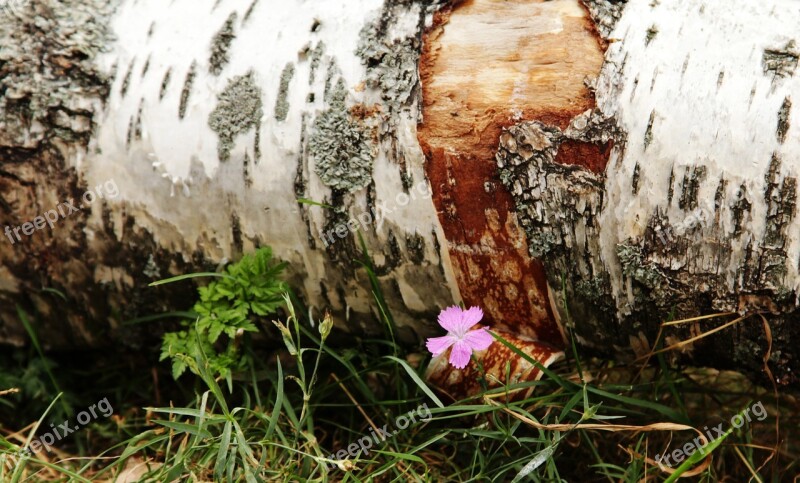 Birch Flower Grass Free Photos