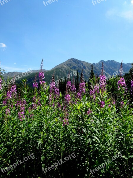 Tatry Poland Mountains Hala Gąsienicowa Vegetation