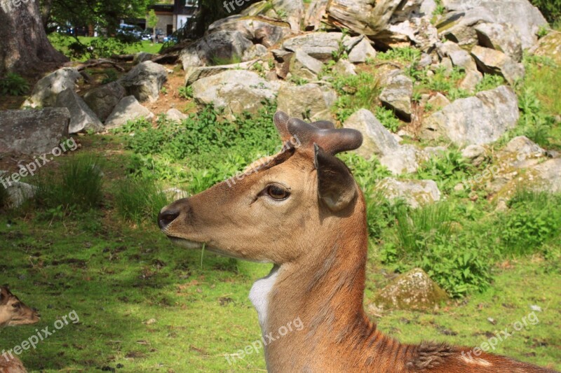 Roe Deer Nature Wild Free Photos