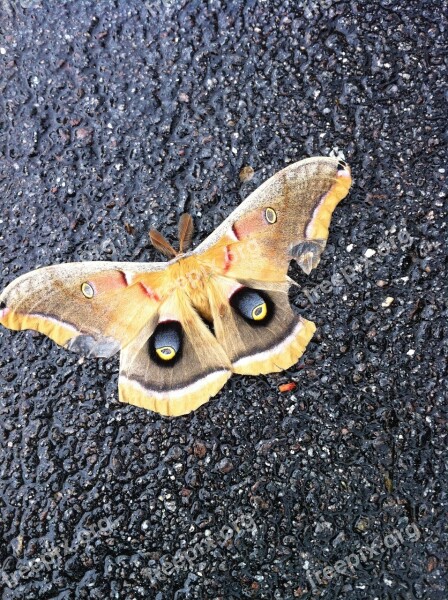 Butterfly Moth Wings Free Photos