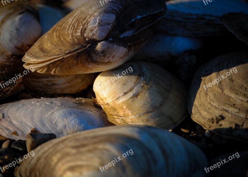 Mussels Shells River Shellfish Food