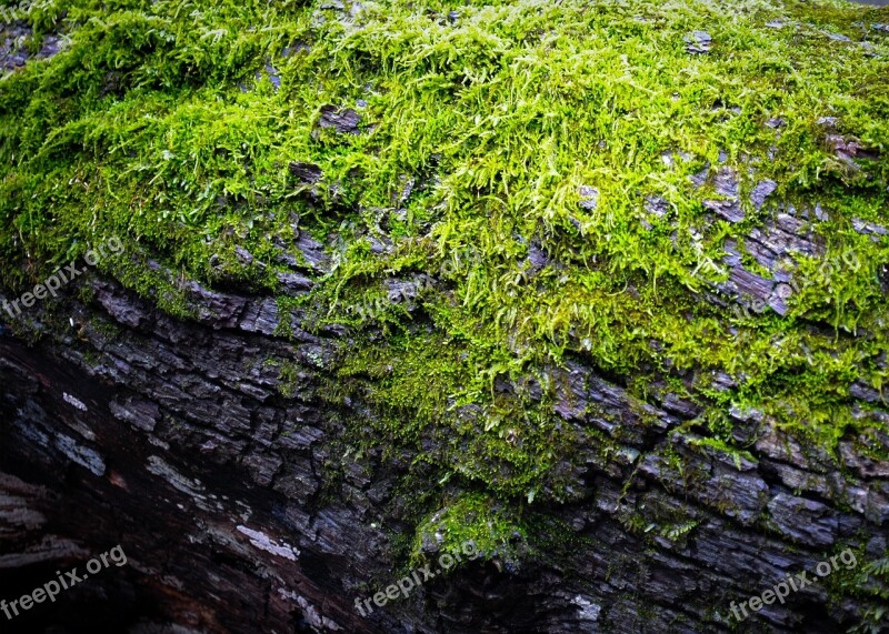 Moss Log Green Spring Nature