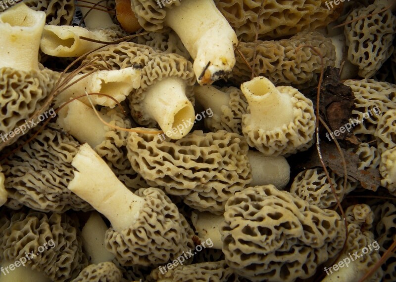 Mushrooms Morels Nature Edible Fungus