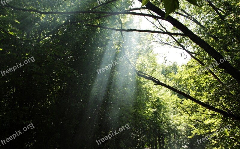 Smoke Forest The Sun's Rays Light Day