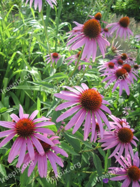 Coneflower Purple Nature Garden Blooms