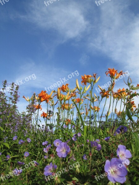 Garden Flowers Blooms Herbs Sky