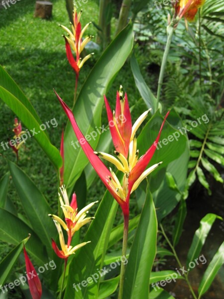 Orchid Viet Nam Flowers The Nature Exotic Plant