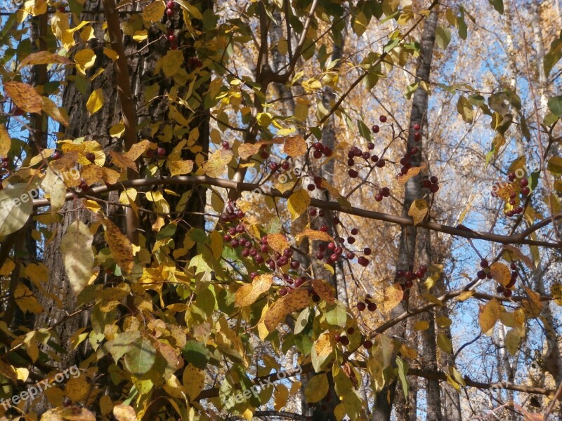 Autumn Trees Nature Stroll Landscape