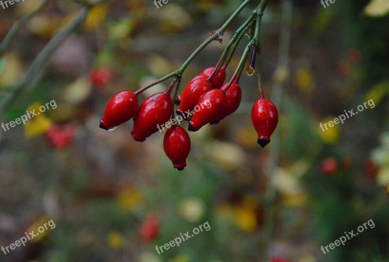 Rain Rose Red The Delicacy The Stem