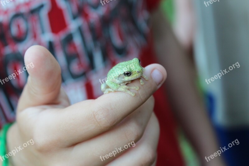 Toad Close Up Amphibian Free Photos