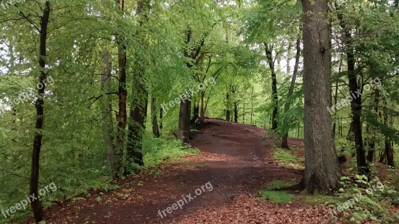 Arnsberg Eichholz Forest North Rhine Westphalia Landscape